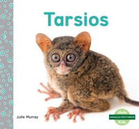 Tarsios__Tarsiers_