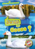 Swan_or_goose_